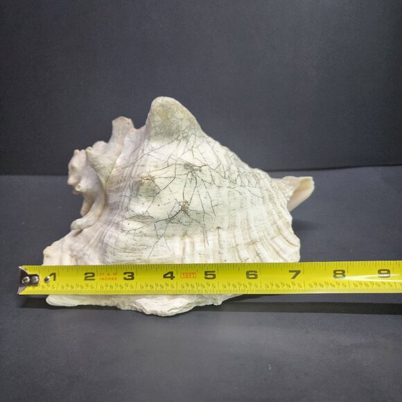 Queen Conch Shell Pink Large 7'' Decorative Seashell Nautical Display - Picture 11 of 11